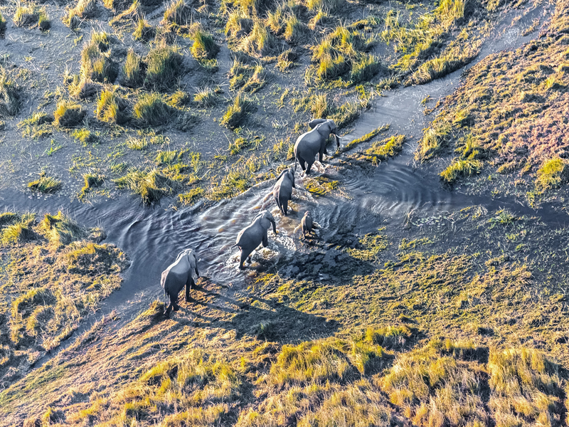 Tailormade Africa 0001 Calendar 2015 Wilderbeast Greatmigration MaraRiver crossing over to Tanzani 1